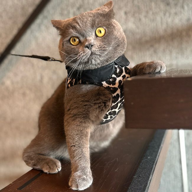 全商品 | paw's living