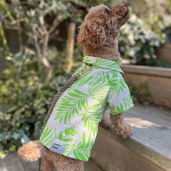 paw's living | paw's living