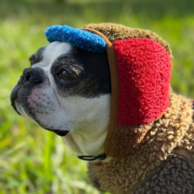 商品一覧 | paw's living