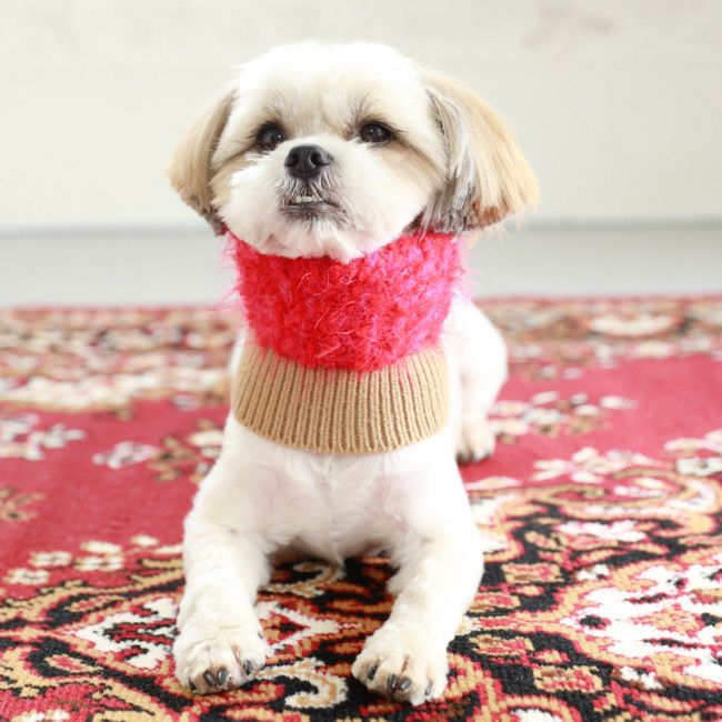 全商品 | paw's living