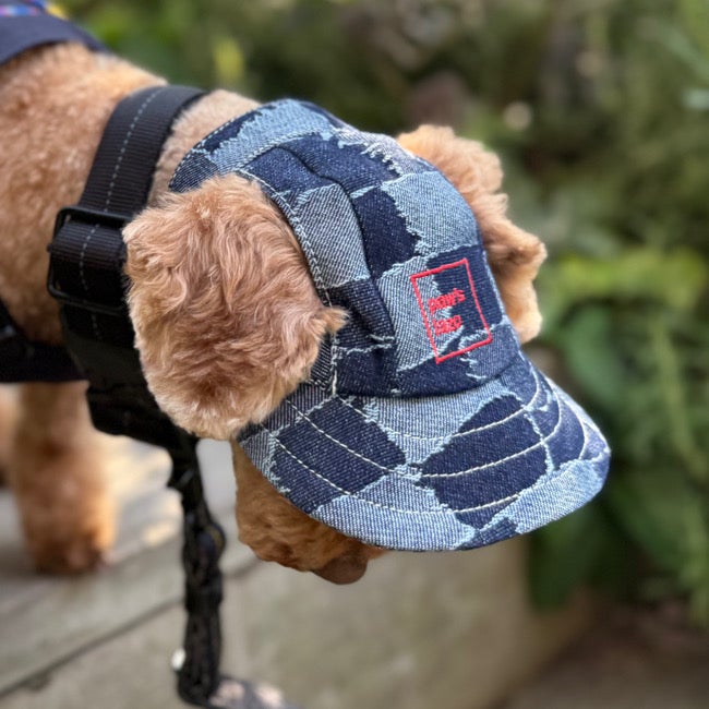 ALL | paw's living