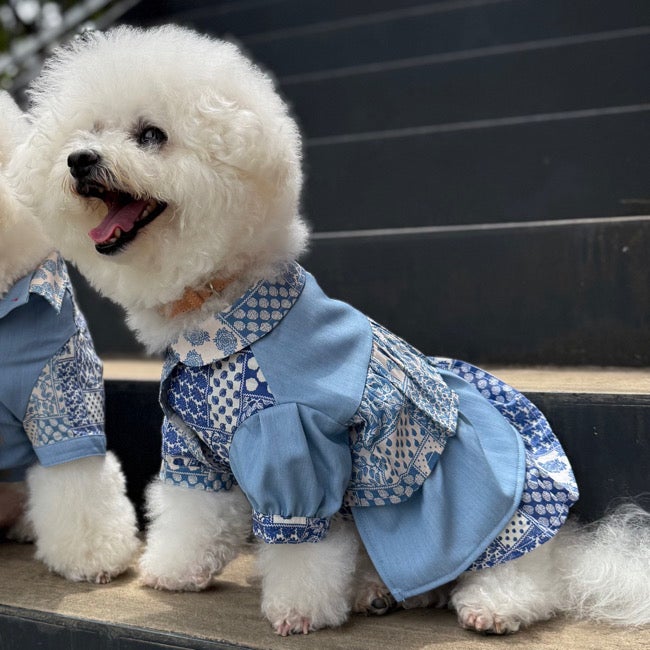 Dogs | paw's living