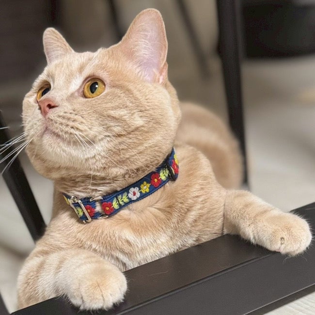 全商品 | paw's living
